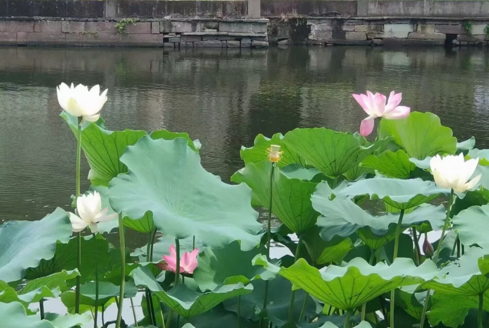 月湖公園初夏美景